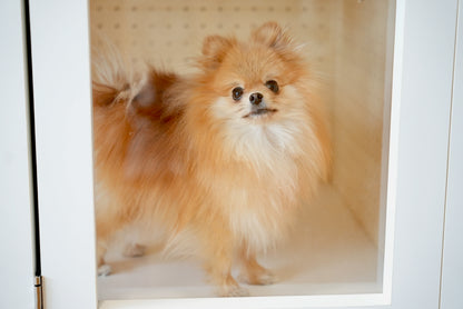 防音ペットケージのそばに立つポメラニアン